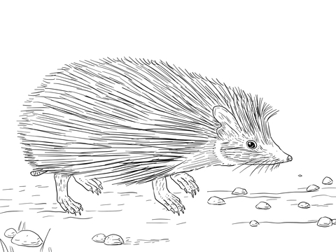 Indian Long Eared Hedgehog Coloring Page